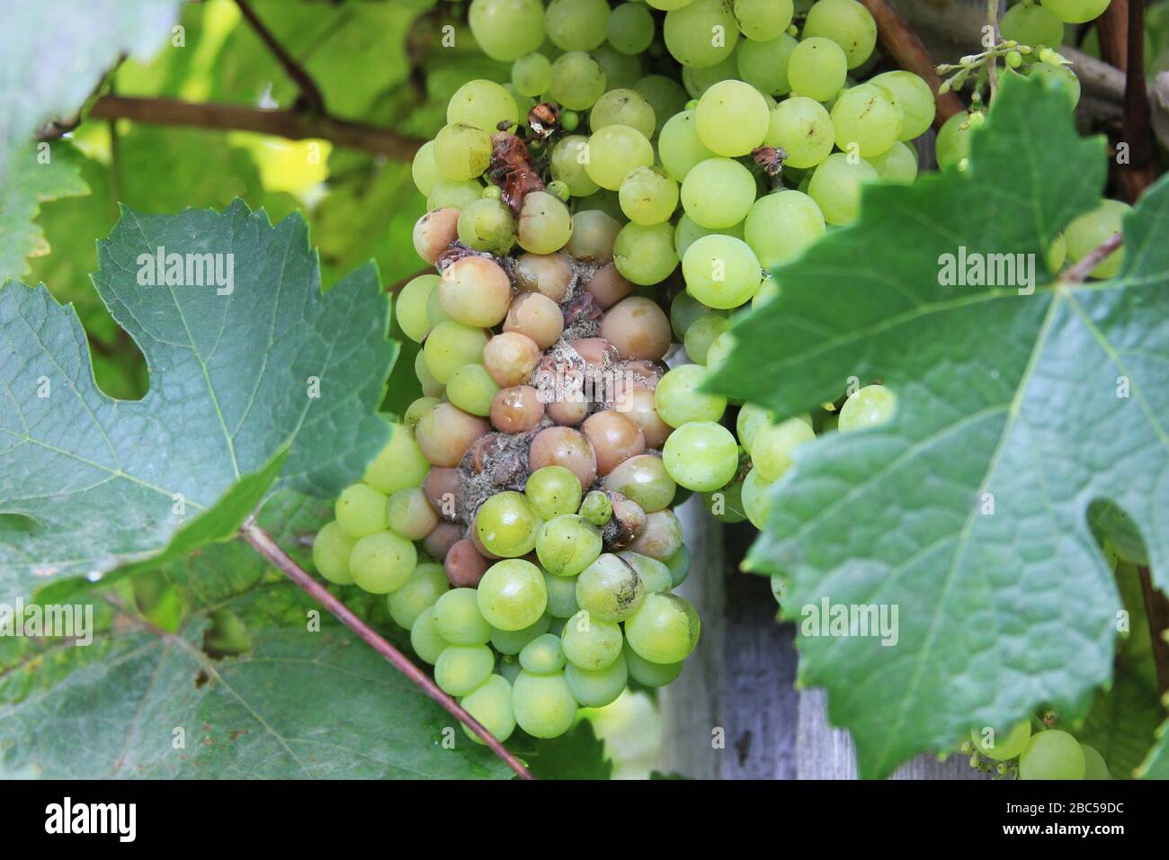 Grape disease. White grapes rot on the vine. Crop infected gray mold. Botrytis cinerea. Decay bunch hanging on the bush Stock Photo
