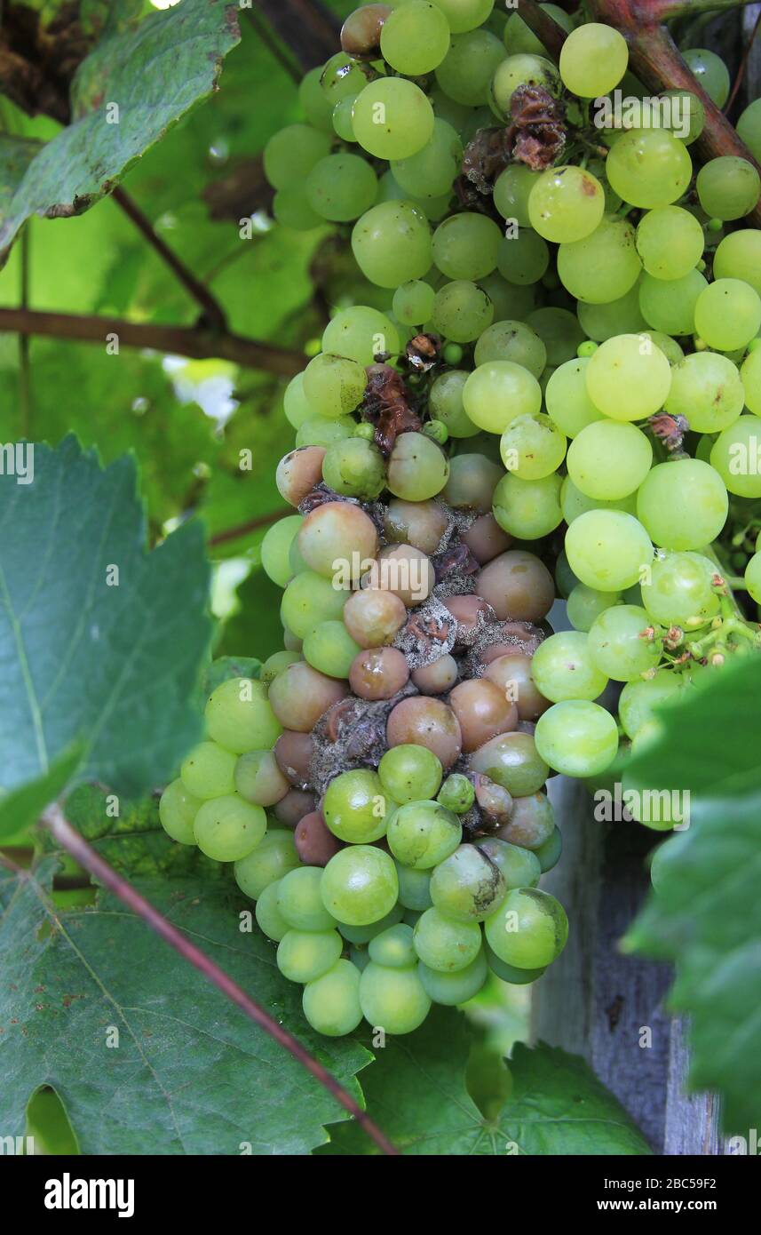 Grapes disease. Gray rot on the grape. Berries are infected with mold. Spoiled bunch hanging on a vine. Botrytis cinerea. White grapes Stock Photo