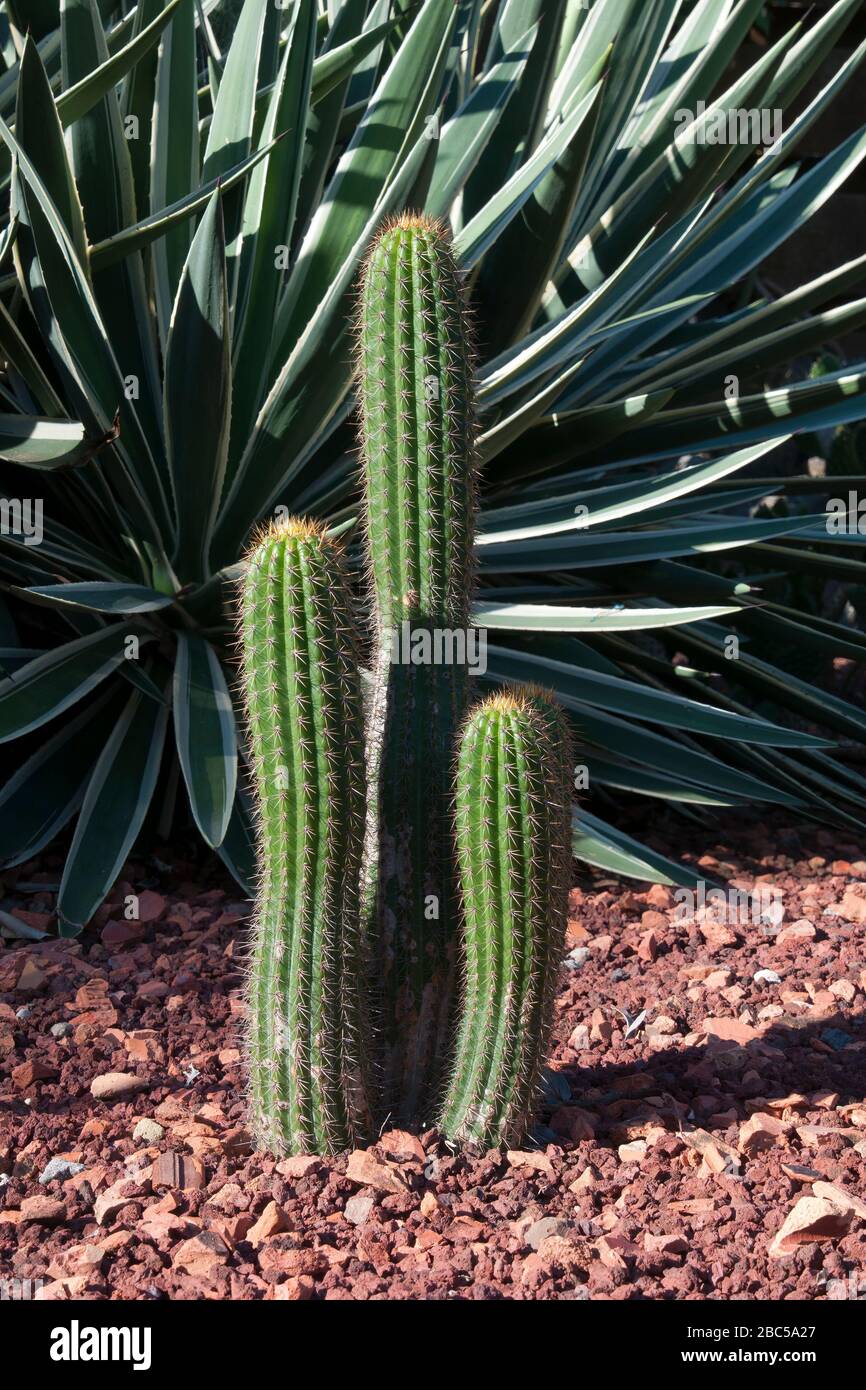 Sydney torch hires stock photography and images Alamy