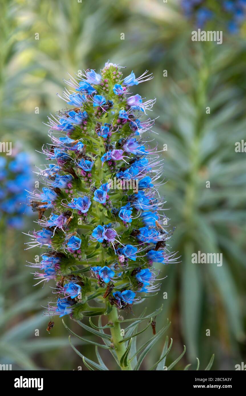 Sydney Australia, close up of a blue echium flower spike Stock Photo