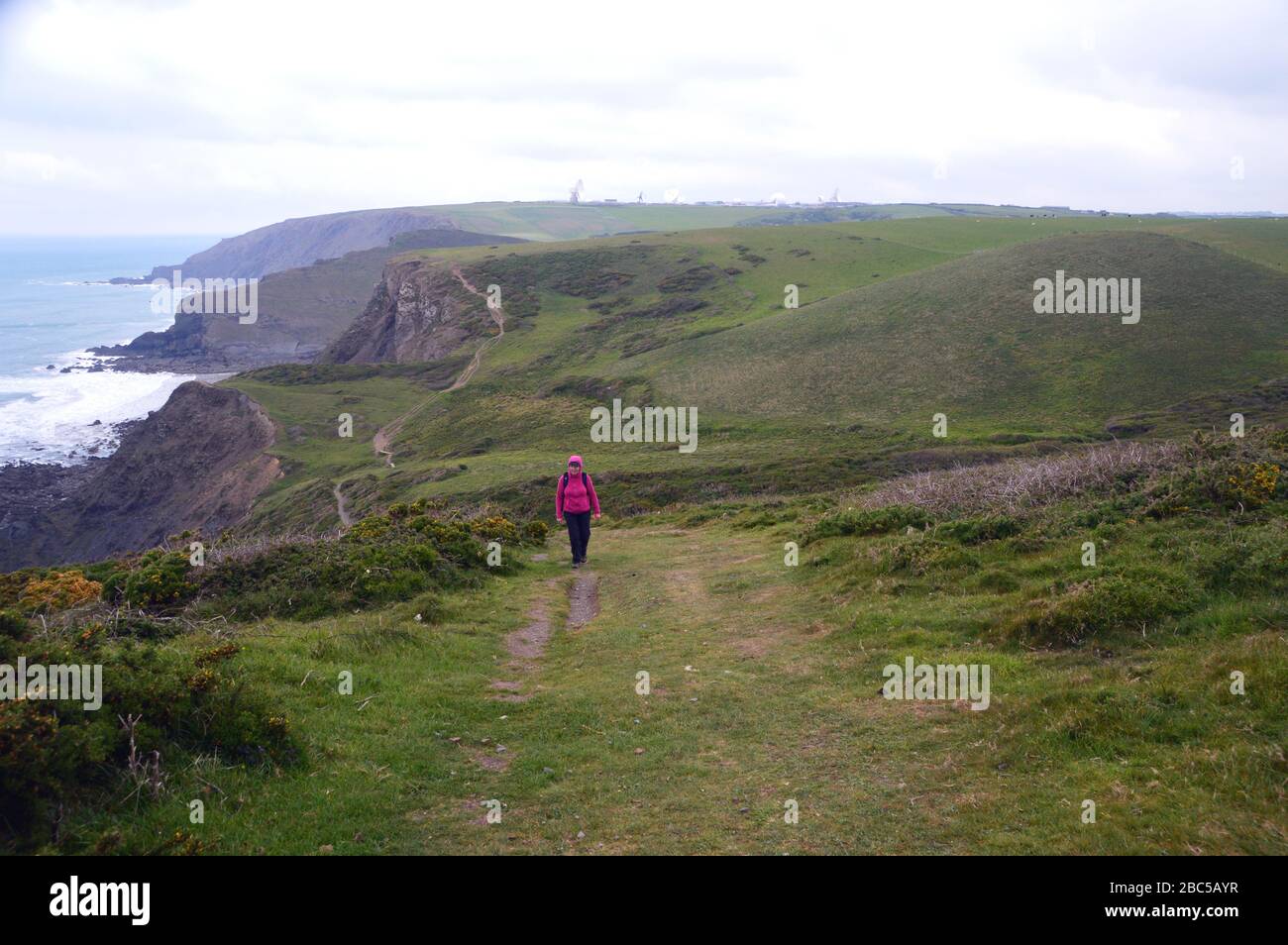 Lone Woman Hiker Walking on Clifftops between Duckpool & Sandymouth Bay on the South West Coastal Path, North Cornwall, England, UK. Stock Photo
