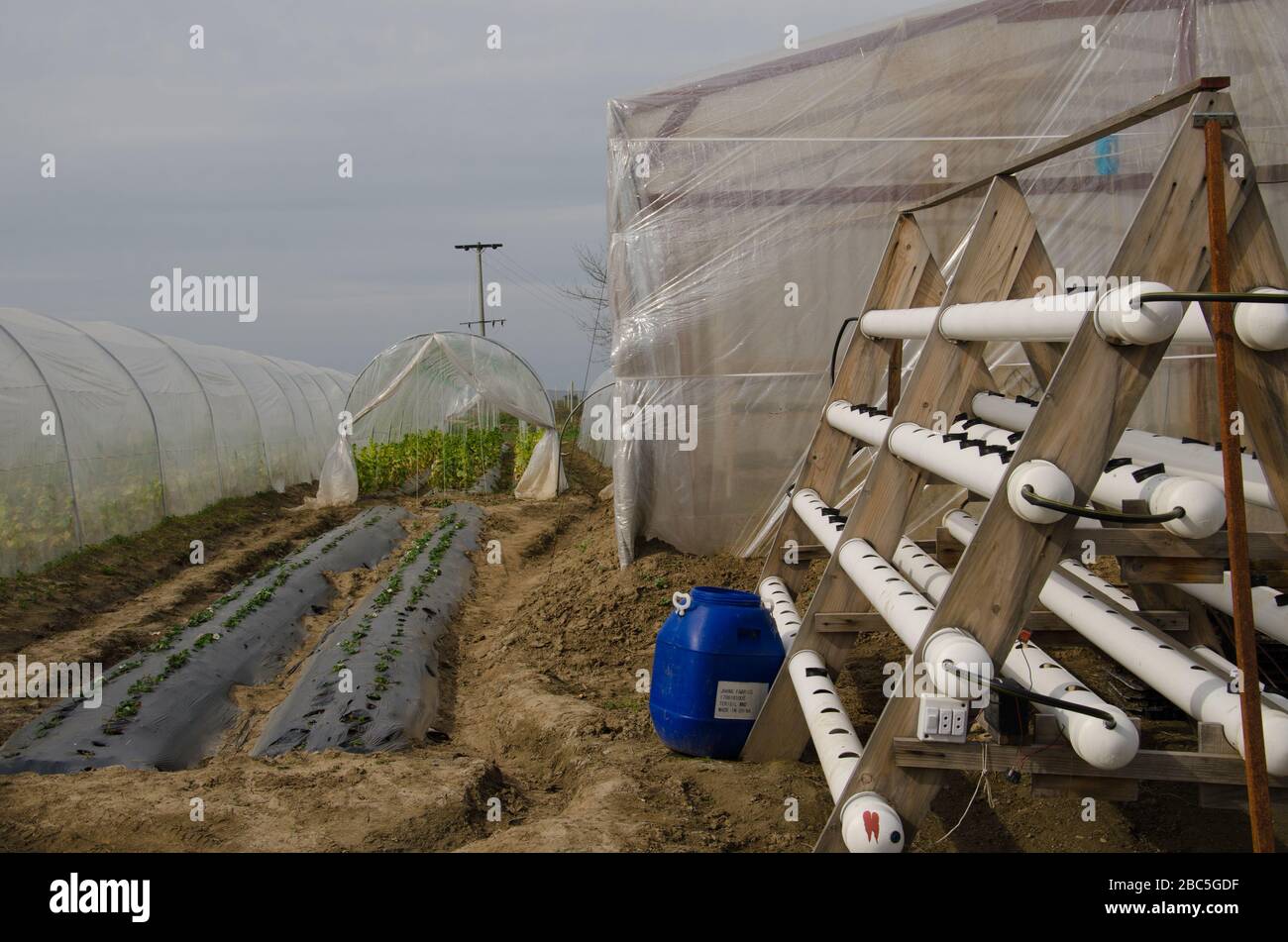 Hedroponic system at Agriomic Farm in Balkasar in Punjab province of Pakistan. Stock Photo