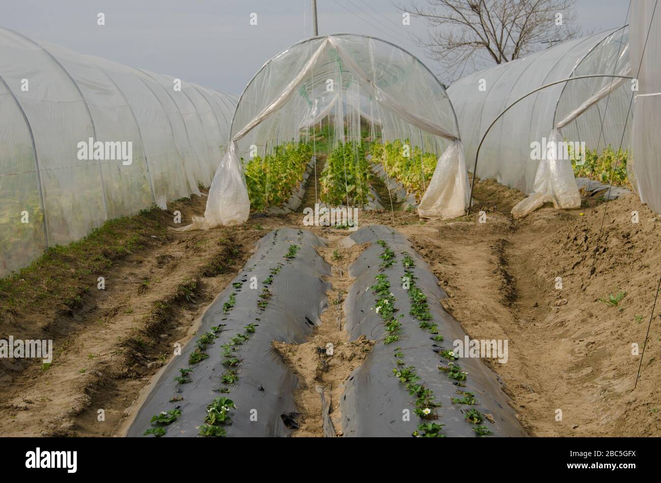 Tunnel irrigation system at Agriomics modern farm in Balkasar, Pakistan