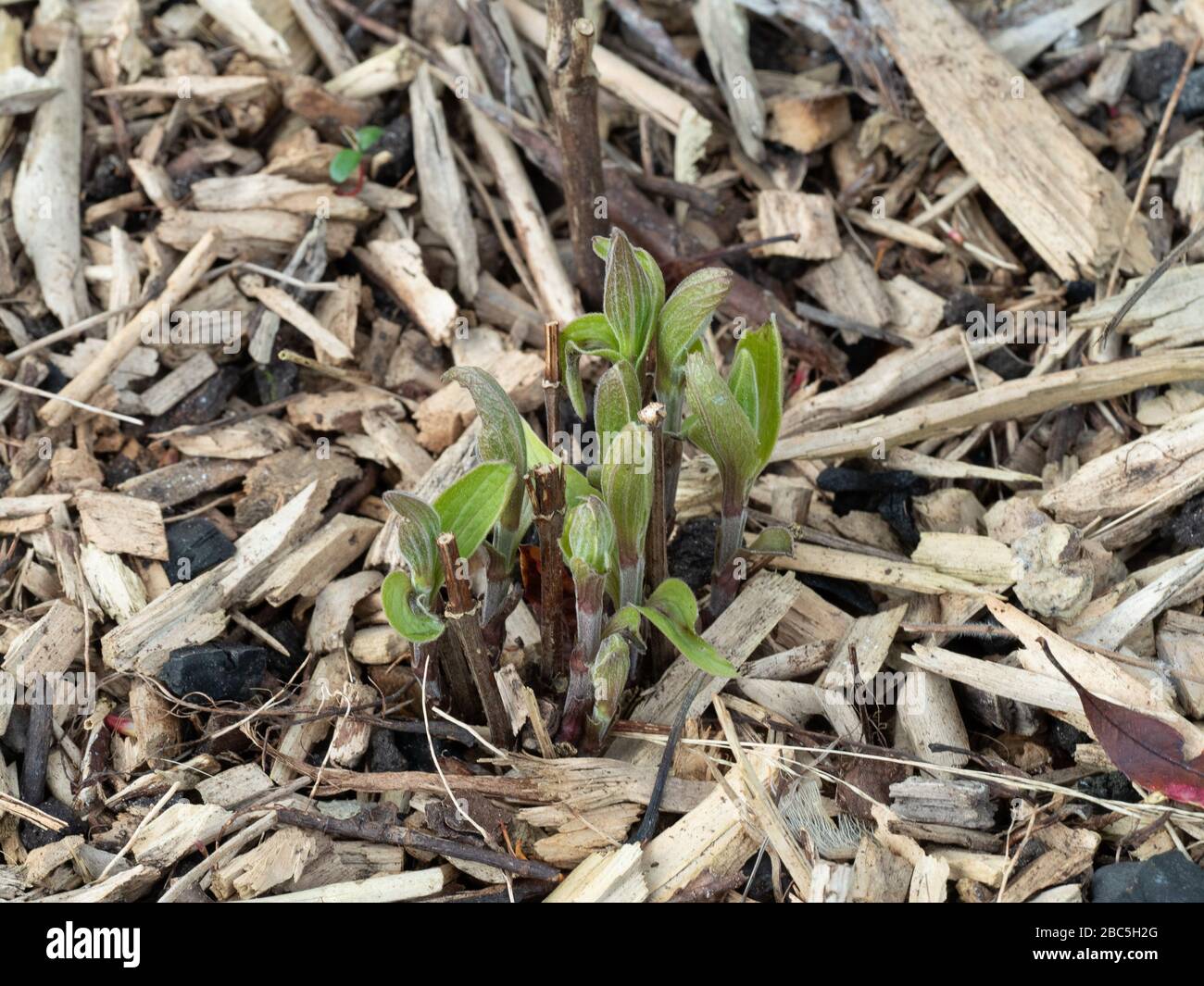A close up of the new shoots of a herbaceous clematis emerging though a woodchip mulch Stock Photo