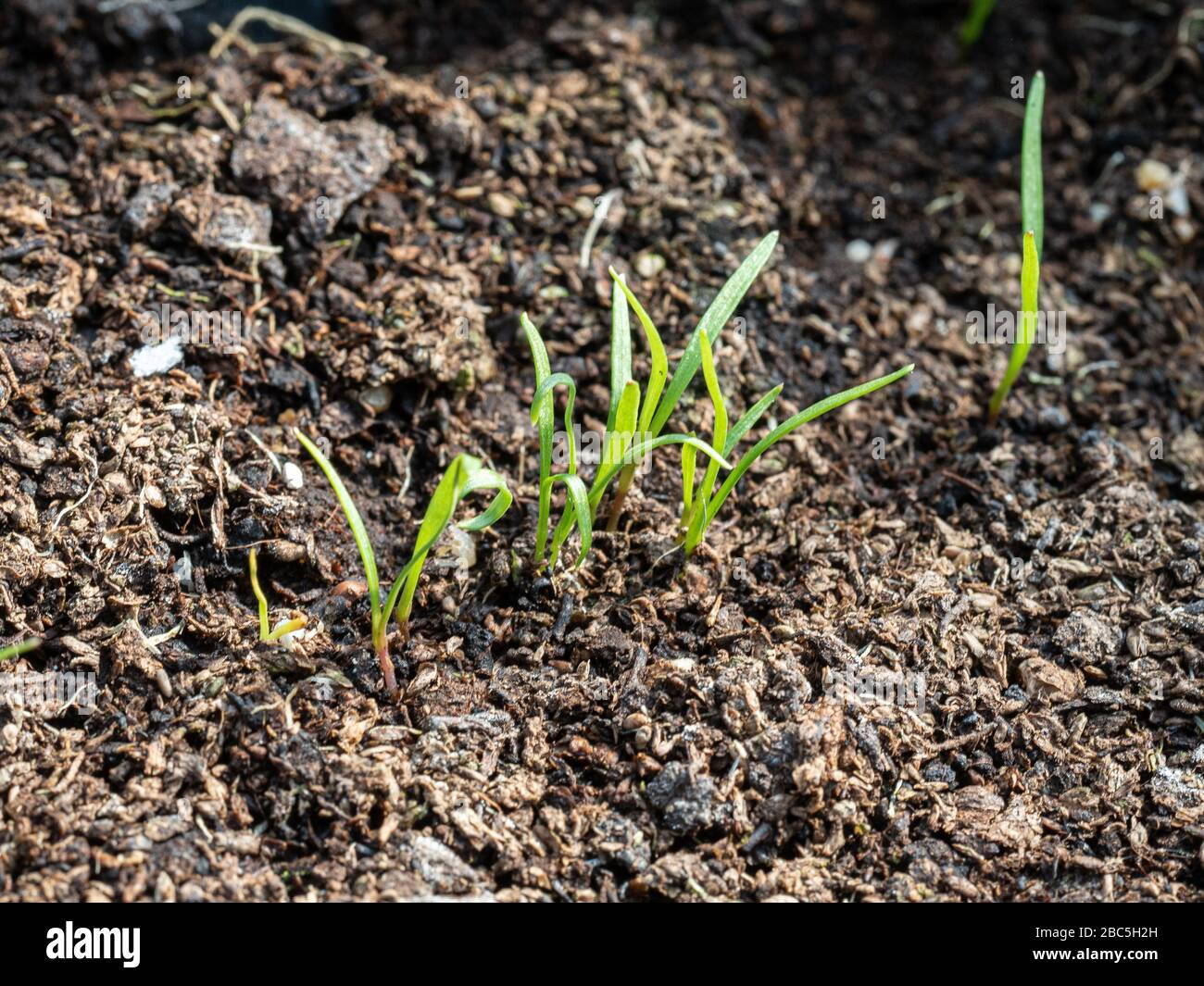 A close up of very young carrot seedlings at the cotyledon stage Stock Photo