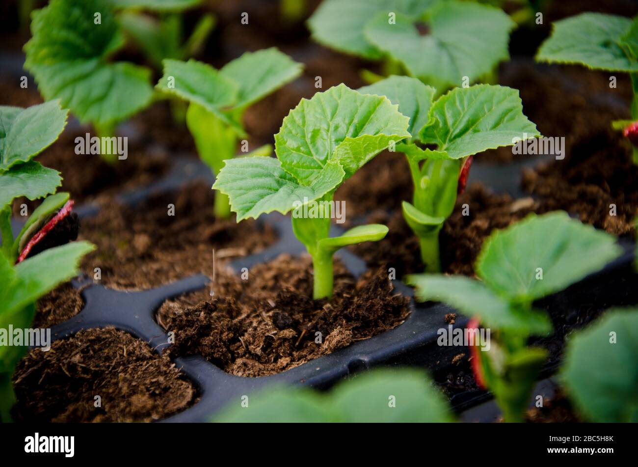 Melon and Cucumber seedlings in a nursery at Agriomics agri farm in Balkasar Punjab, Pakistan. Stock Photo