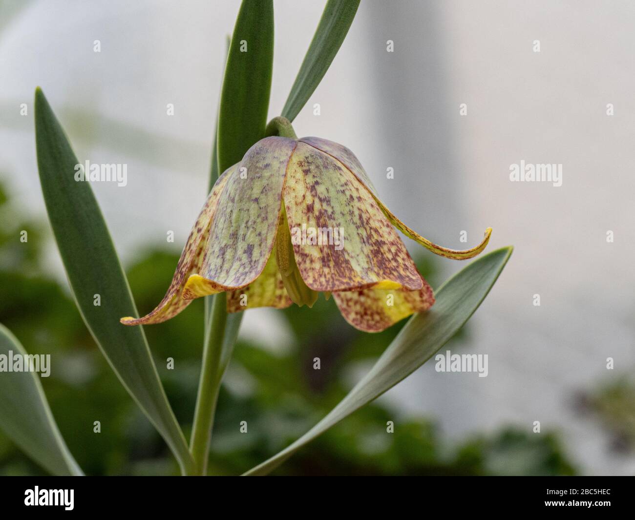 A close up of a single yellow and purple blotched flower of Fritillaria crassifolia subsp kurdica Stock Photo