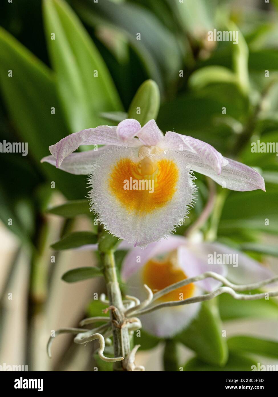 A close up of the delicate pale lavender orange throated flower of Dendrobium loddigesii Stock Photo