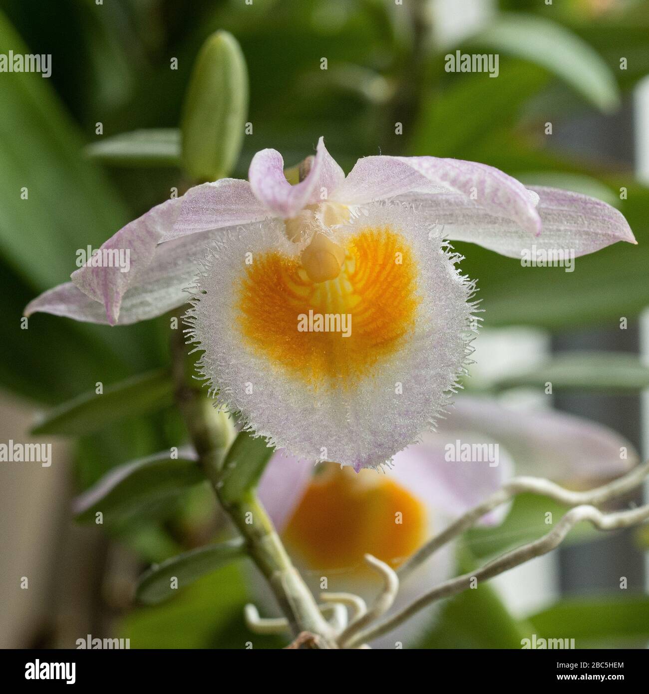 A close up of the delicate pale lavender orange throated flower of Dendrobium loddigesii Stock Photo