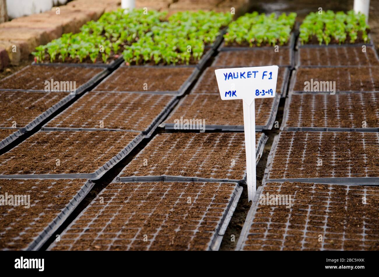 Melon and Cucumber seedlings in a nursery at Agriomics agri farm in Balkasar Punjab, Pakistan. Stock Photo