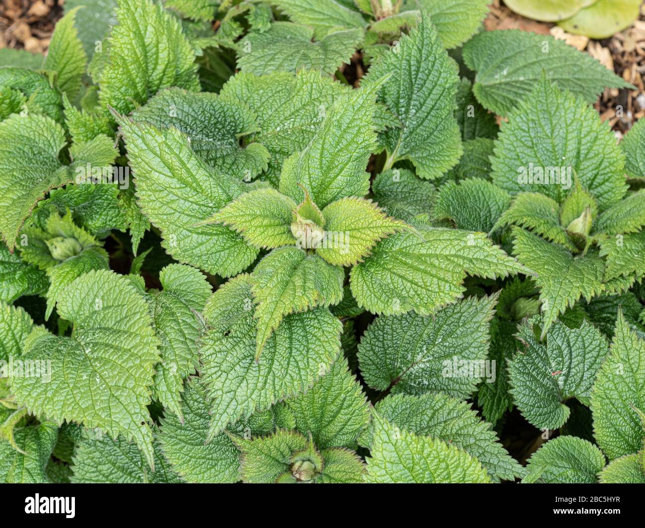 The deep green foliage of Lamium orvala showing the deeply veined and toothed leaves Stock Photo