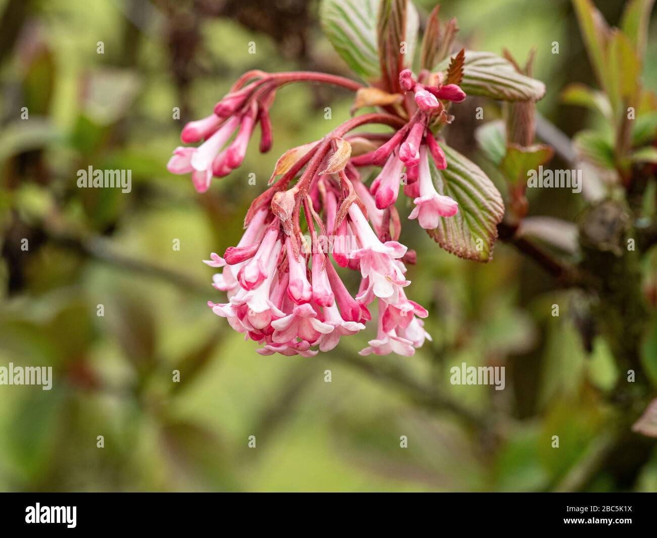 A close up of a group pf pale pink flowers of Viburnum bodnatense Dawn Stock Photo