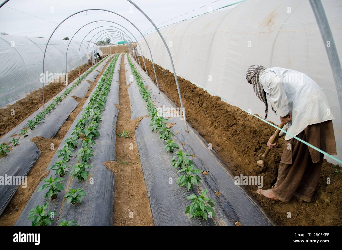 A worker in Agriomic agri farm in Balksasr Punjab prepares the soil before the plastic sheet is raised on the crop. Stock Photo