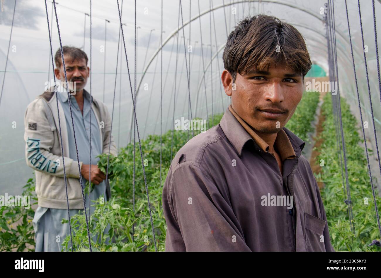 Ram Chand and Ibrahim tend to the Cocumber plants in Agriomic agri farm in Balkasar Punjab, Pakistan. Stock Photo