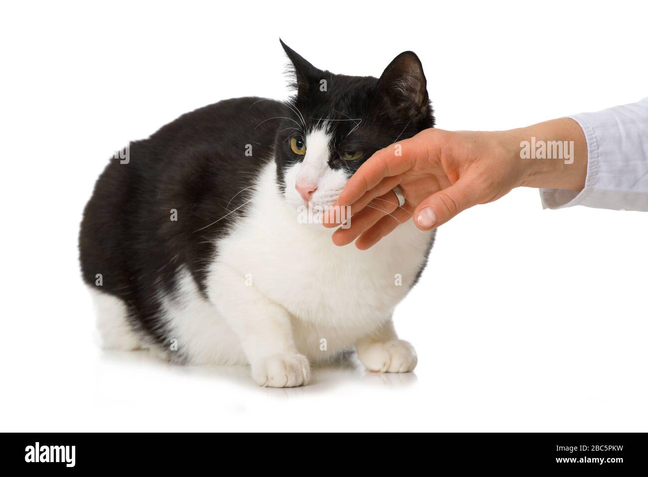 Black and white cat isolated on white Stock Photo - Alamy