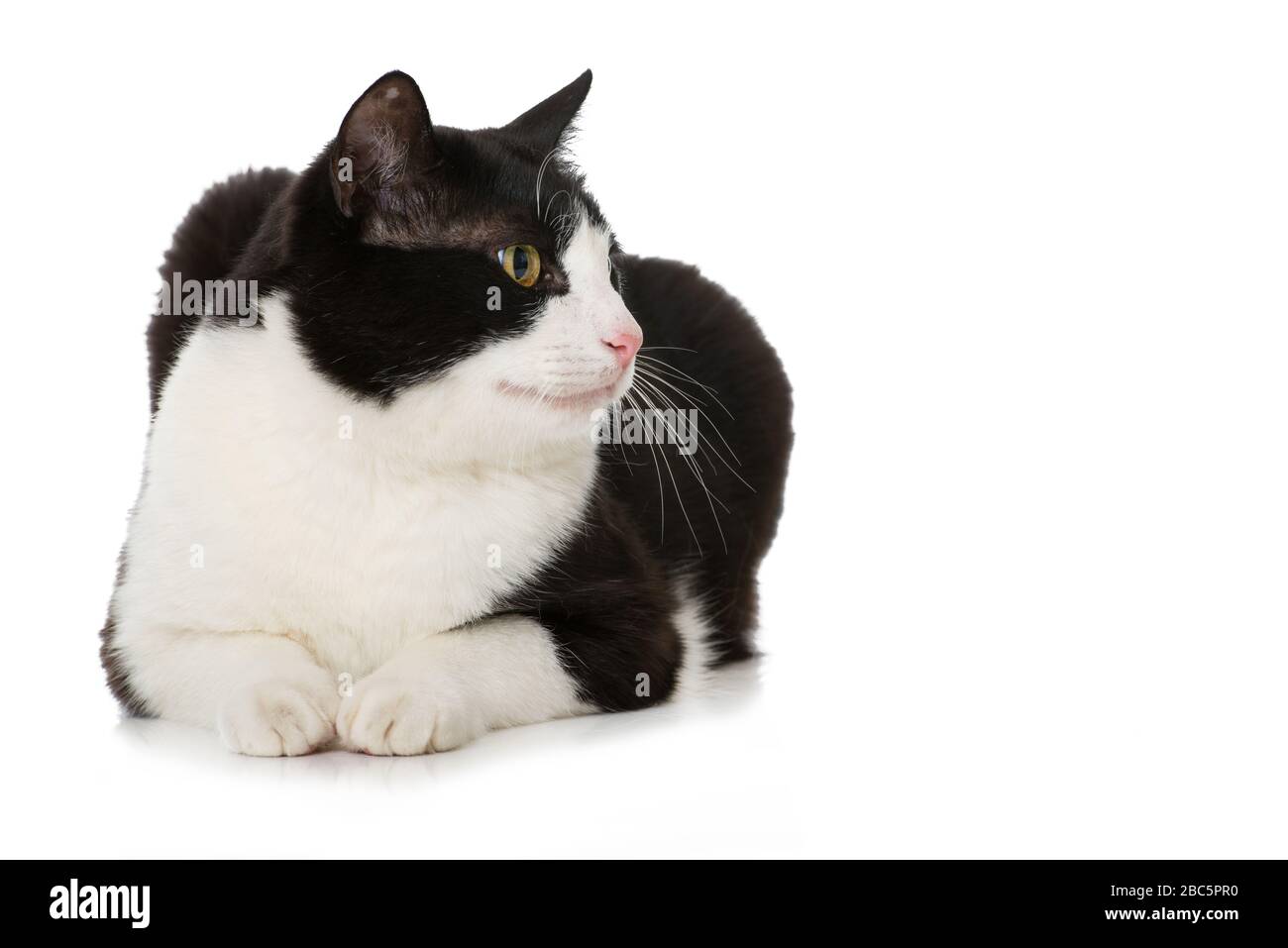 Black and white cat isolated on white Stock Photo - Alamy