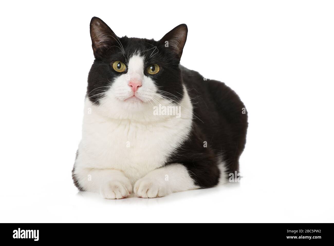 Black and white cat isolated on white Stock Photo - Alamy