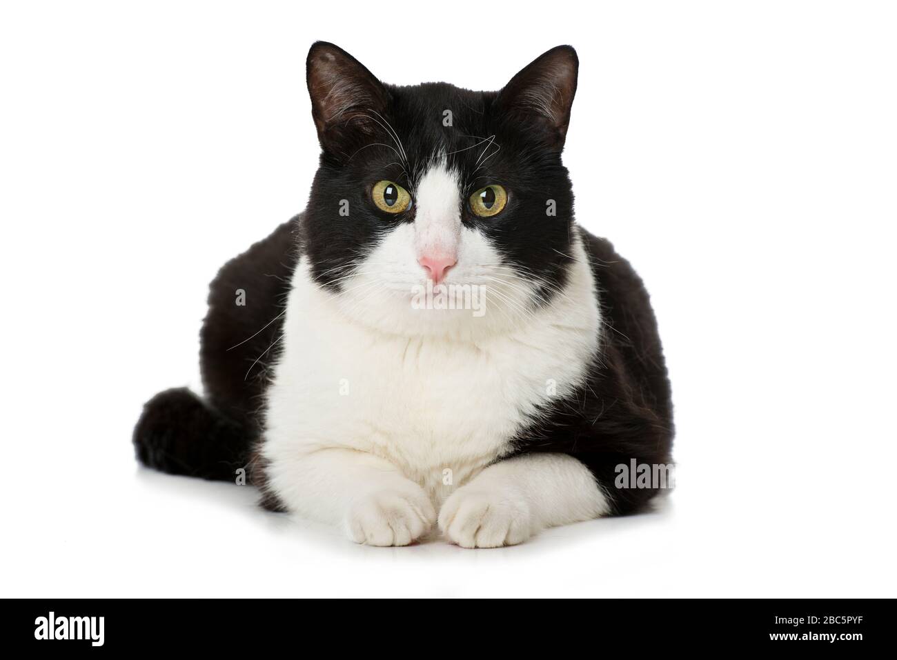 Black and white cat isolated on white Stock Photo - Alamy