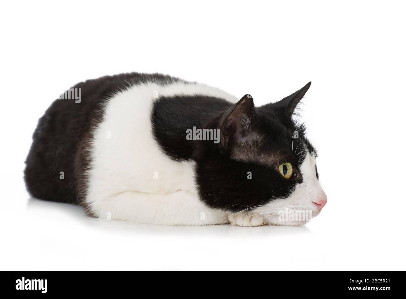 Black and white cat isolated on white Stock Photo - Alamy