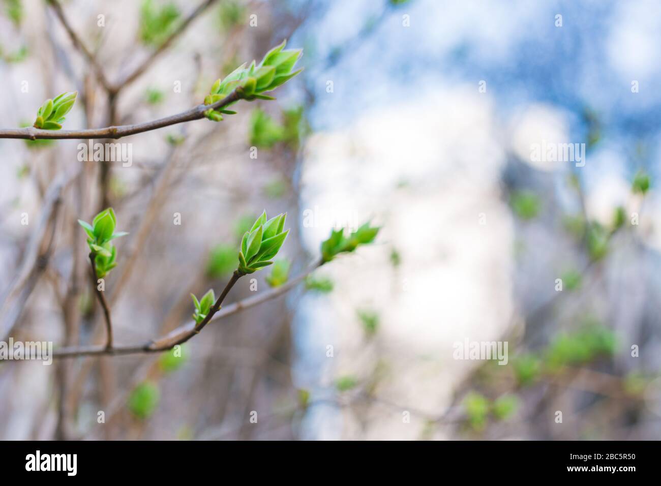 Blurred branches with first fresh green leaves in sunny spring day ...