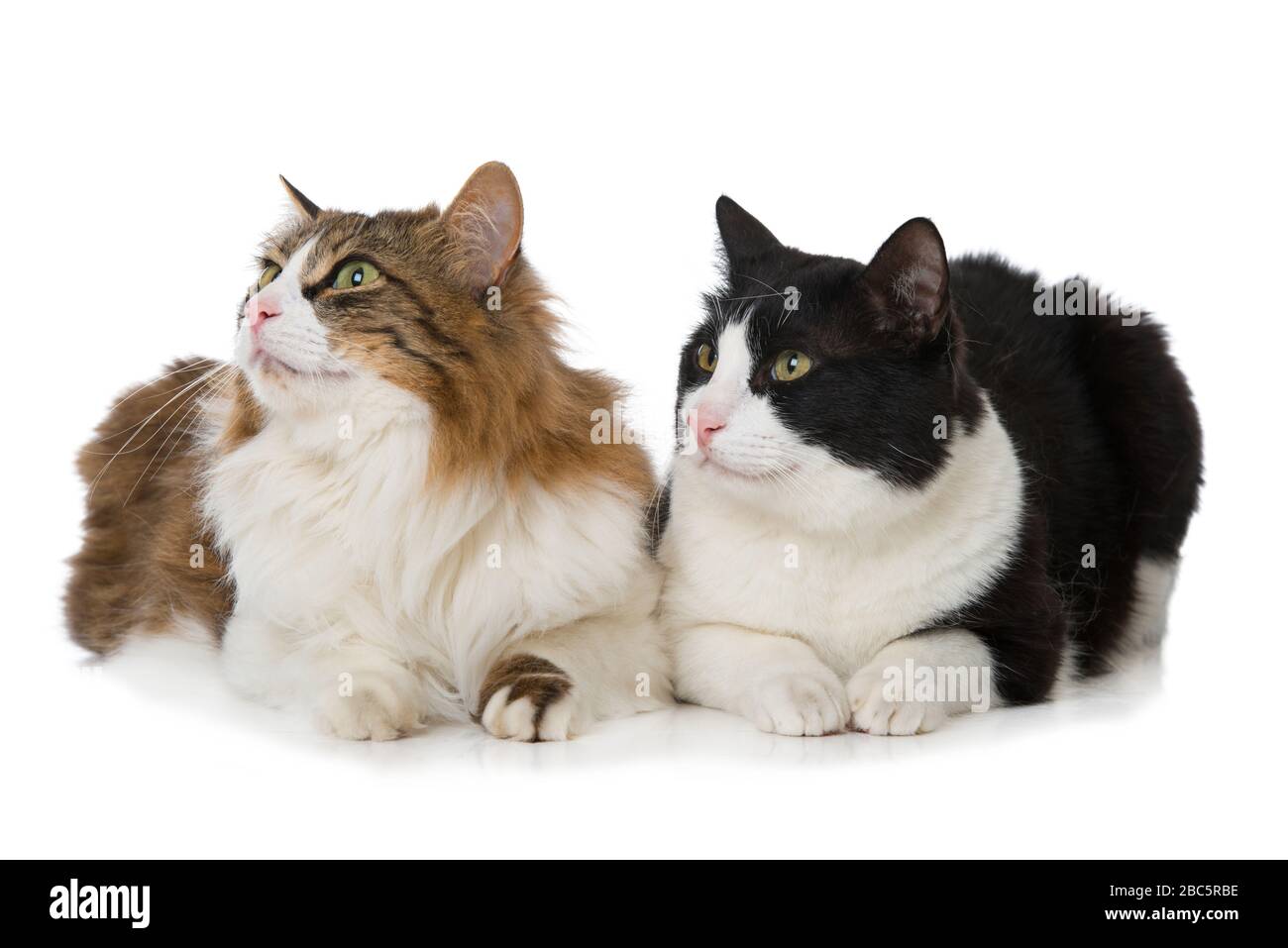 Two domestic cats isolated on white background Stock Photo - Alamy