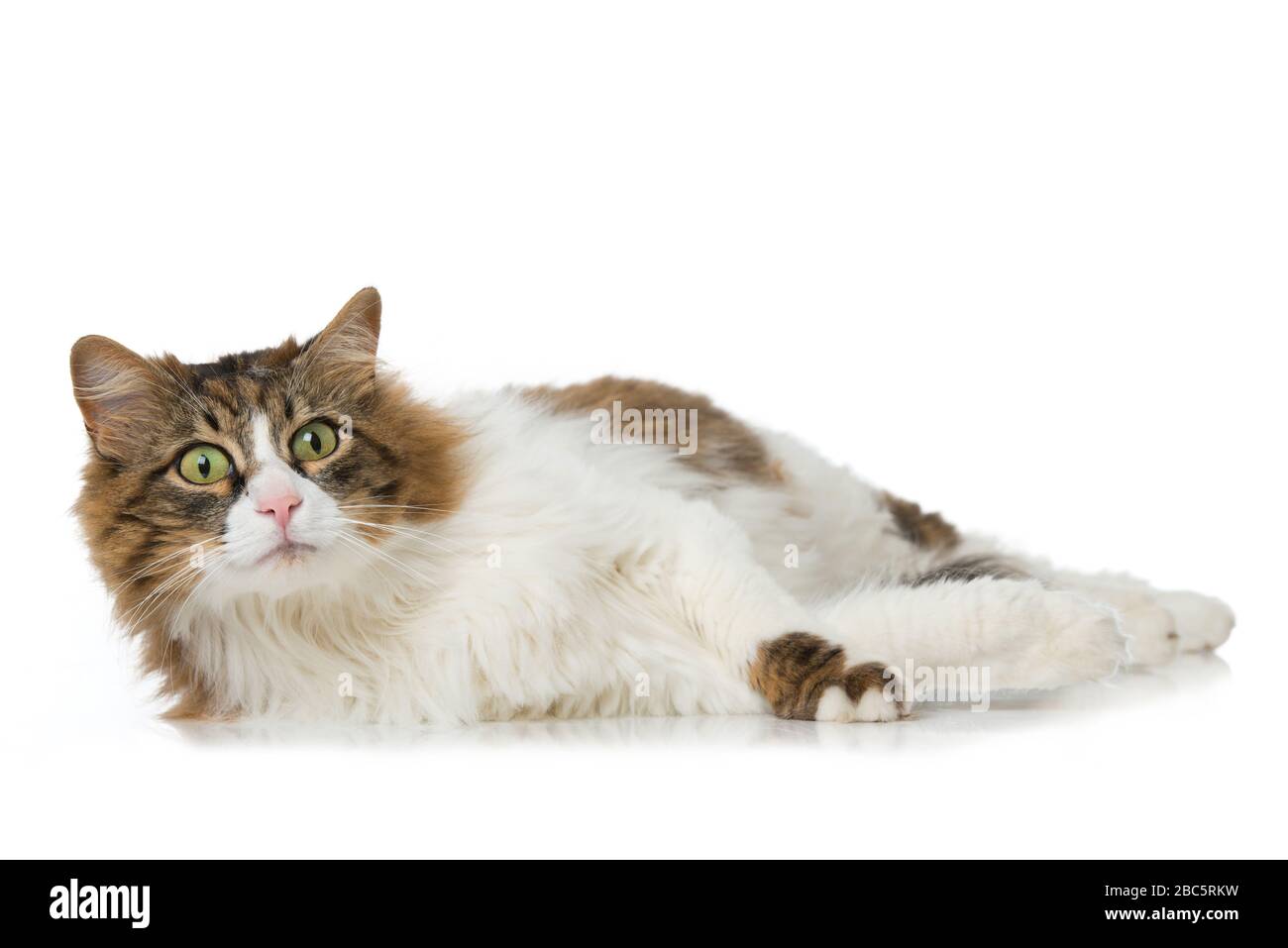 Domestic longhair cat isolated on white background Stock Photo - Alamy