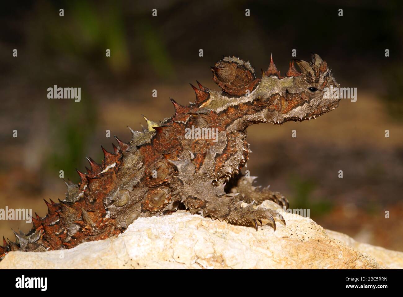 Thorny devil, Moloch horridus, ant-eating lizard in Western Australia, lateral view Stock Photo
