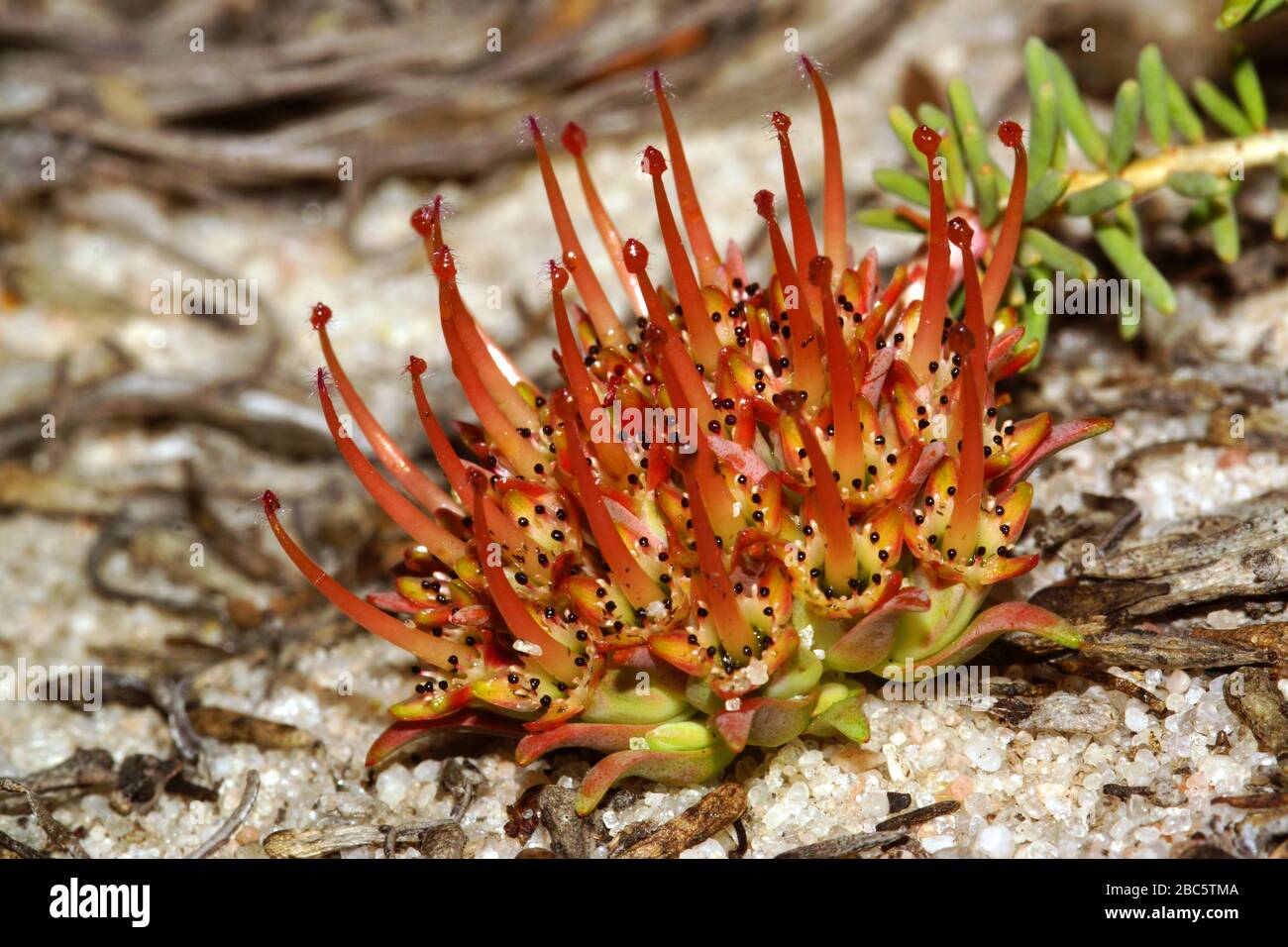Darwinia virescens, the Murchison Darwinia, with red flower on white sand in the Geraldton area in Western Australia Stock Photo