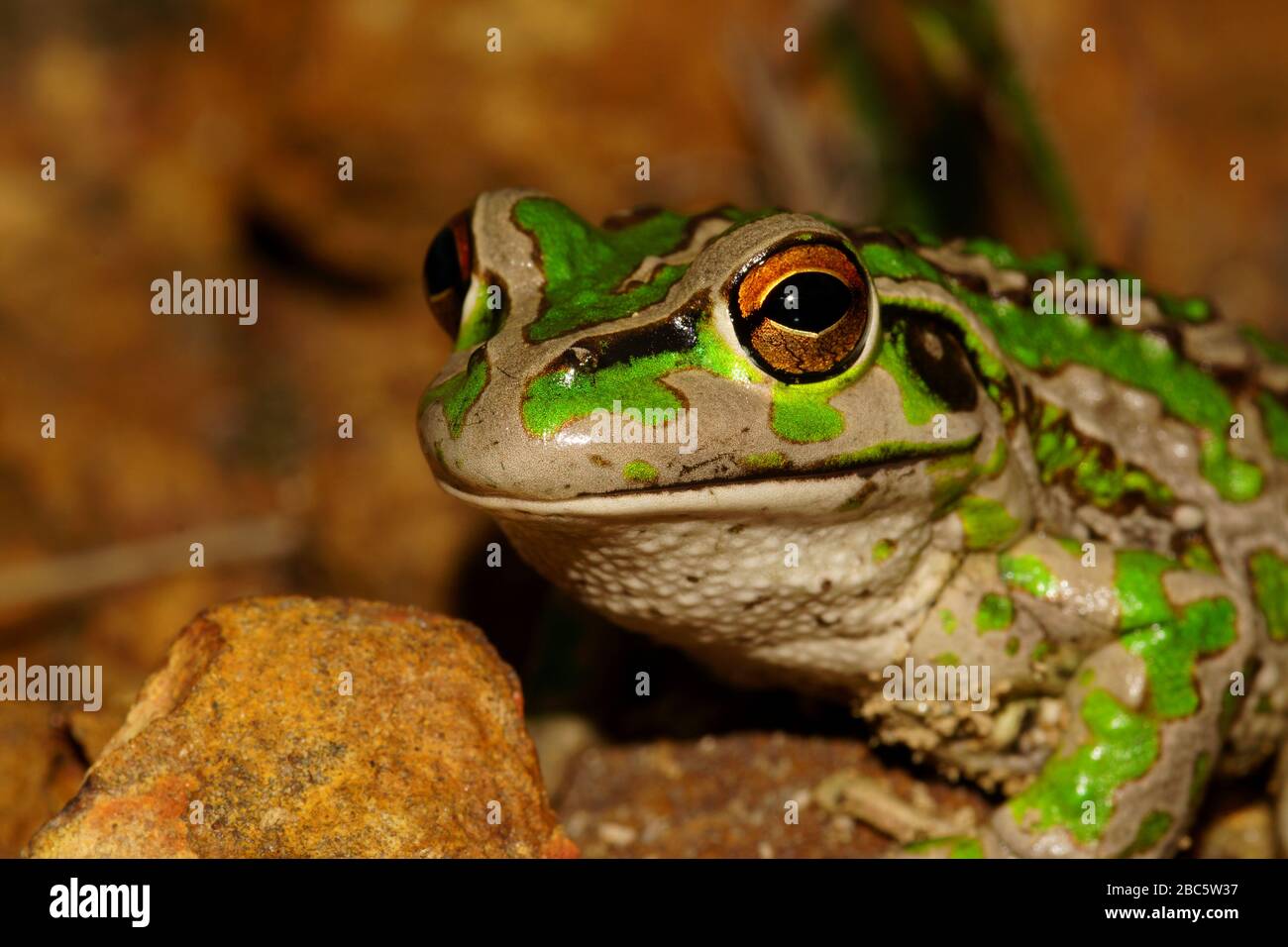 Motorbike Frog High Resolution Stock Photography And Images Alamy