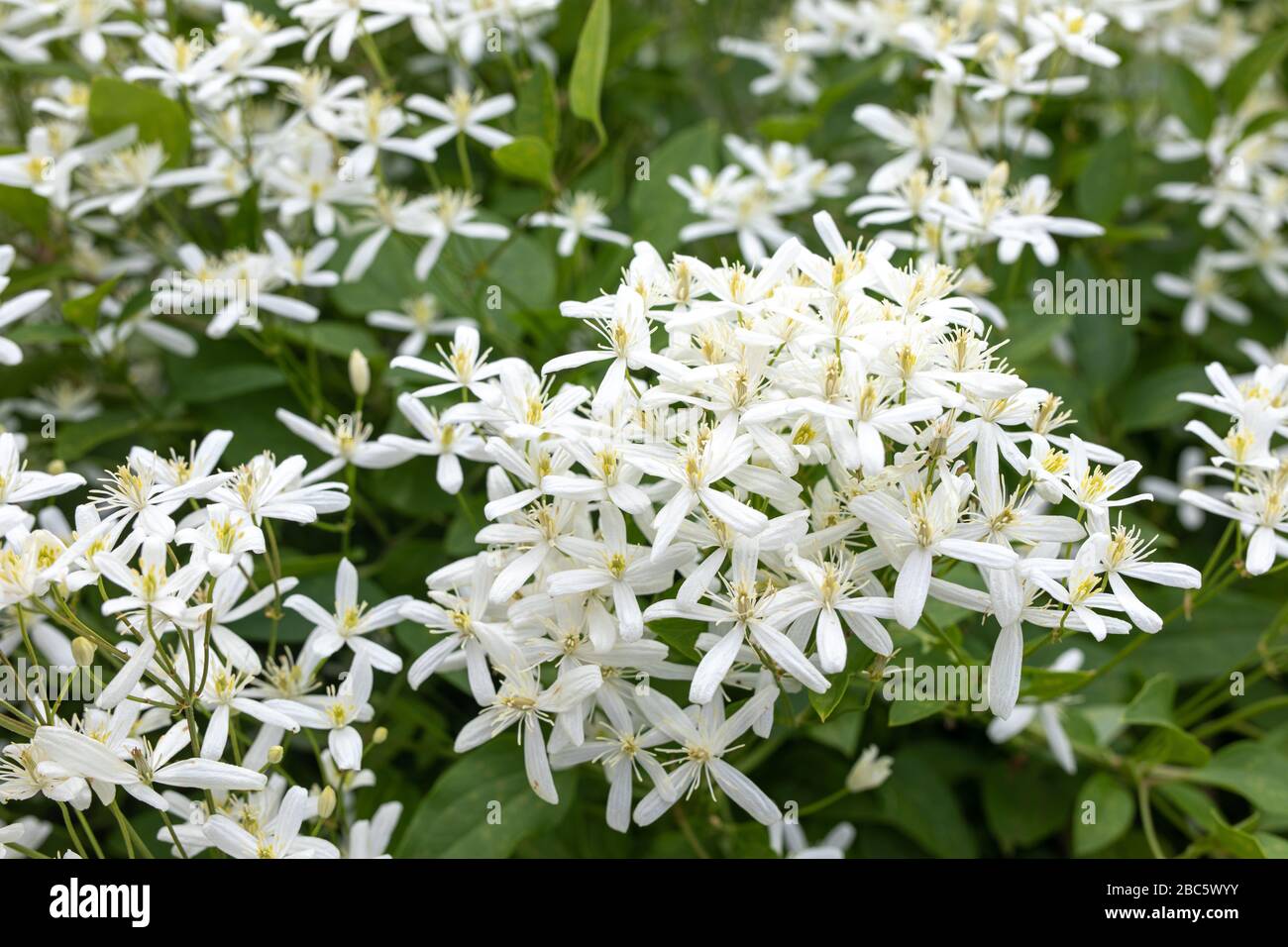 Small white fragrant flowers of Clematis recta or Clematis flammula or clematis Manchurian in summer garden closeup. Flowery natural background. Stock Photo