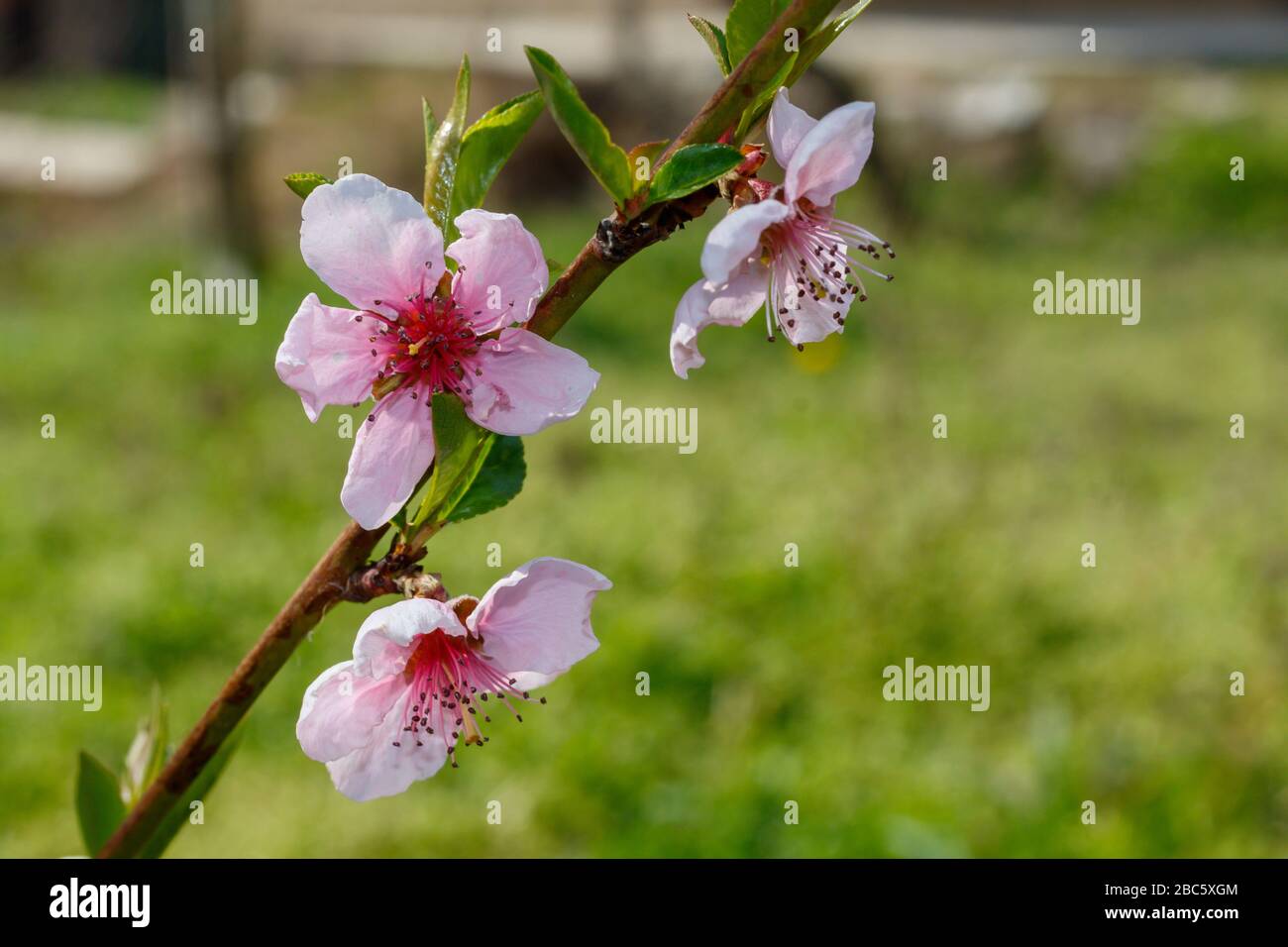 Nectarine tree hires stock photography and images Alamy