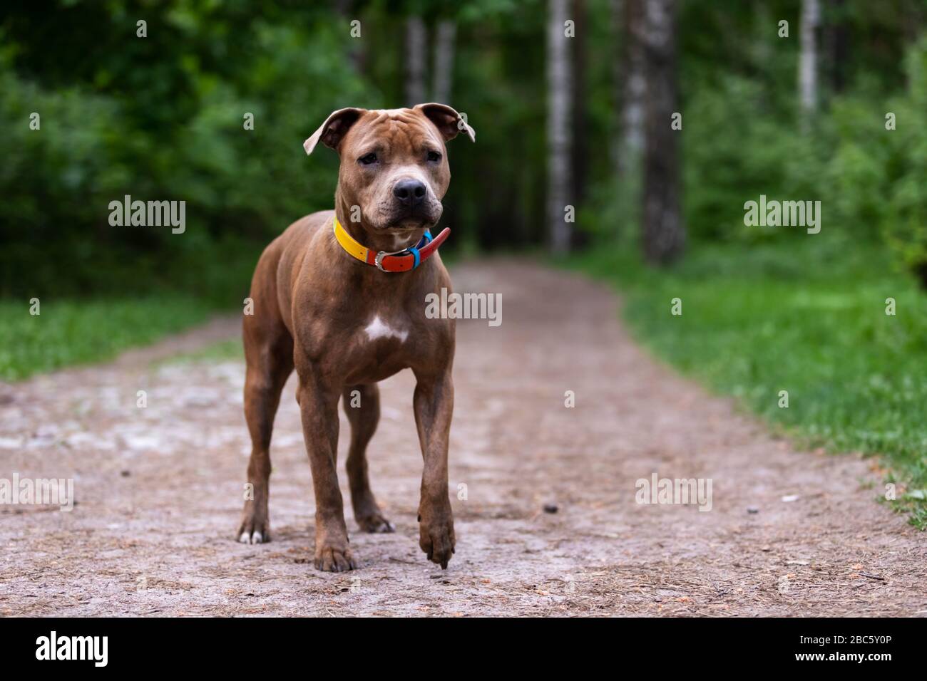 red american staffordshire terrier