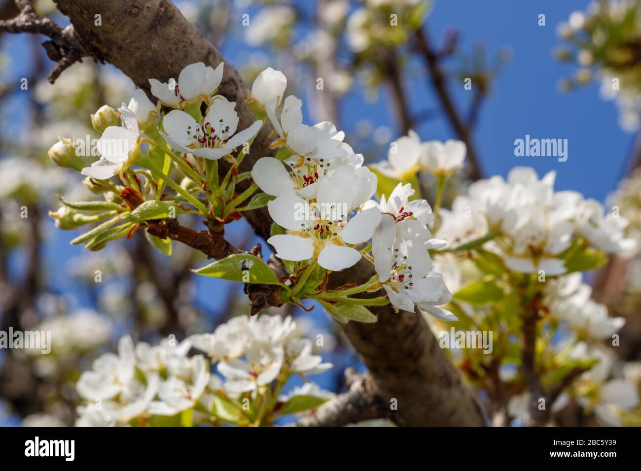 Pear Tree in Spring Blossom Stock Photo