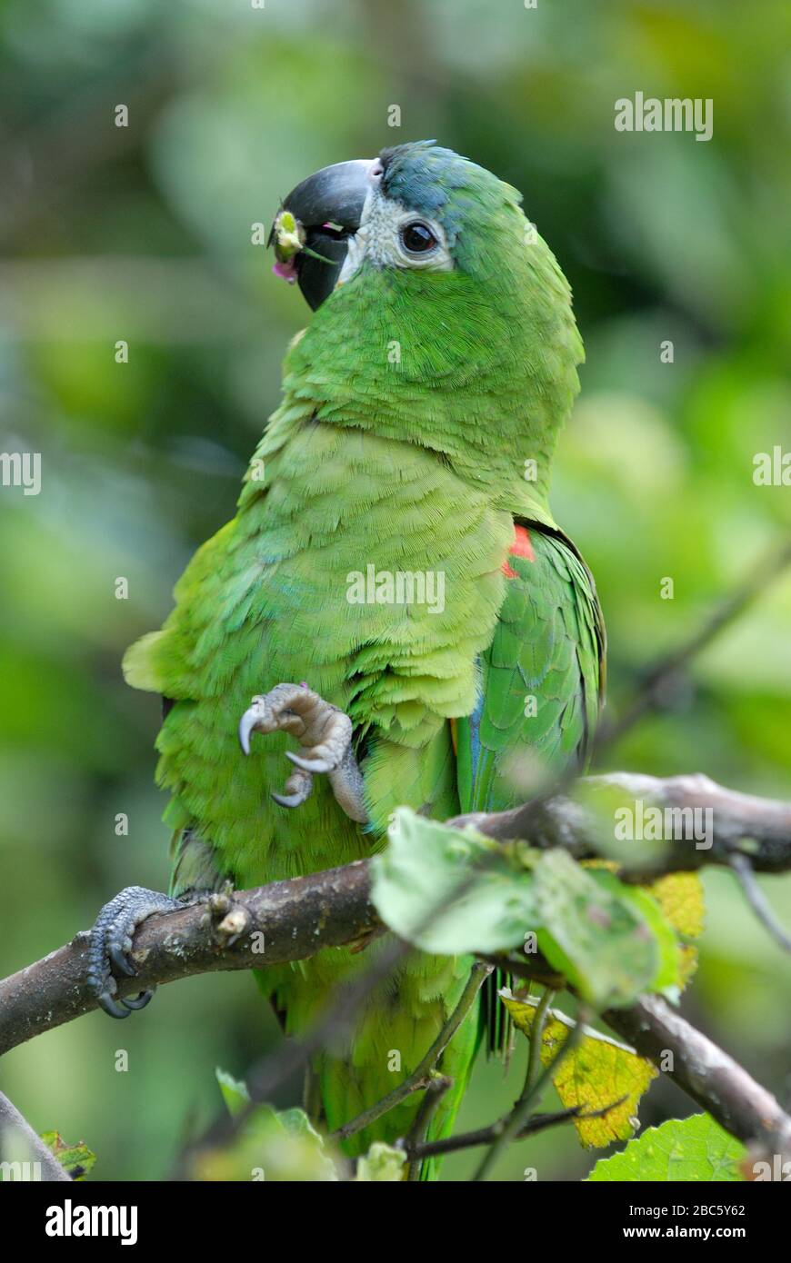 Hahn's Macaw or RED-SHOULDERED MACAW, Noble Macaw, Ara nobilis nobilis, CANAIMA, Venezuela, South America, America Stock Photo