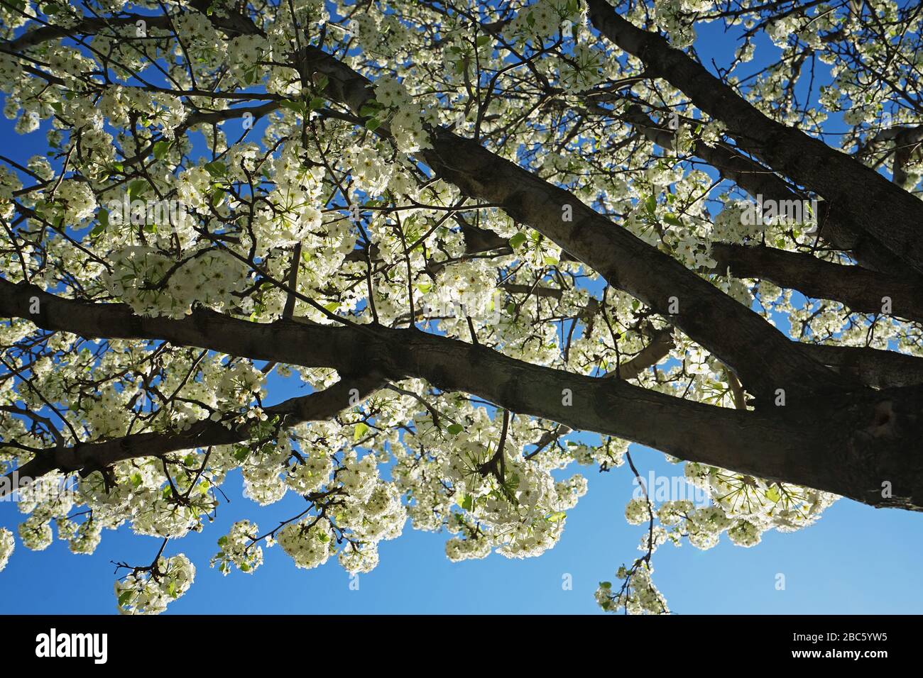 Close up cherry blossom flower tree with clear blue sky Stock Photo - Alamy