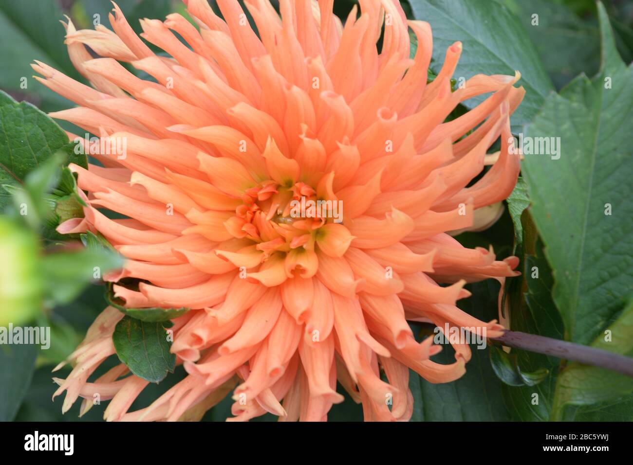 Dahlia. Name. Ludwig Helfert. Close up of a large flower with orange spiky petals. Stock Photo