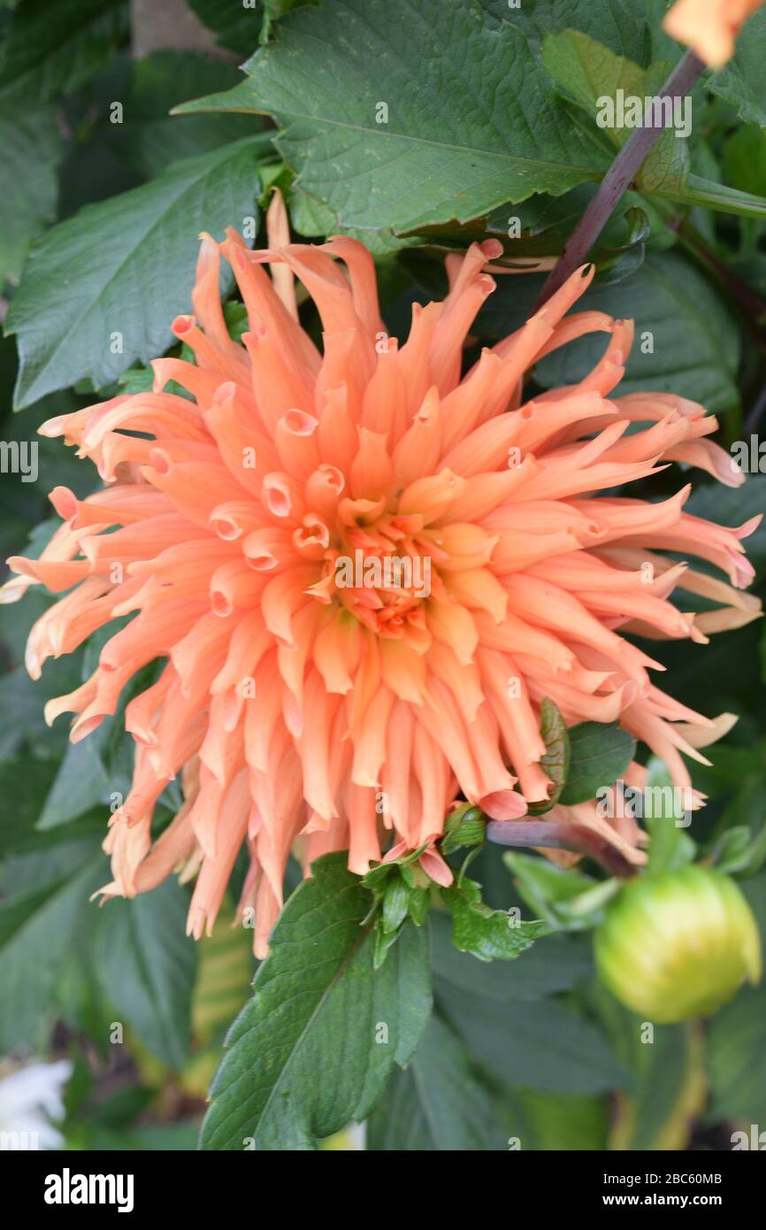 Dahlia. Name Ludwig Helfert. Close up of a large spiky orange flower. Stock Photo