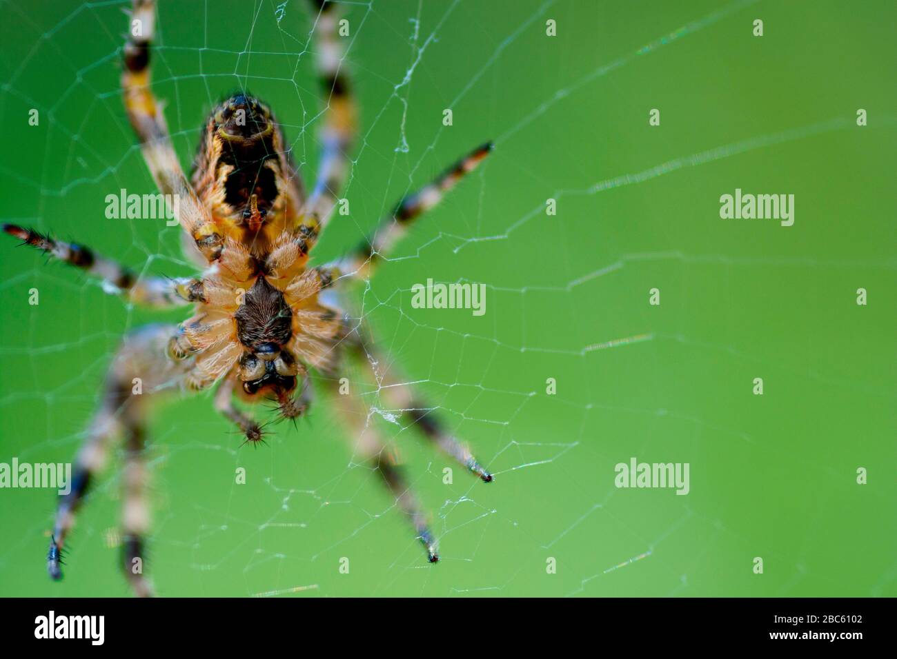 The european garden spider (Araneus diadematus) sitting in the spider net on green background and selective focus Stock Photo