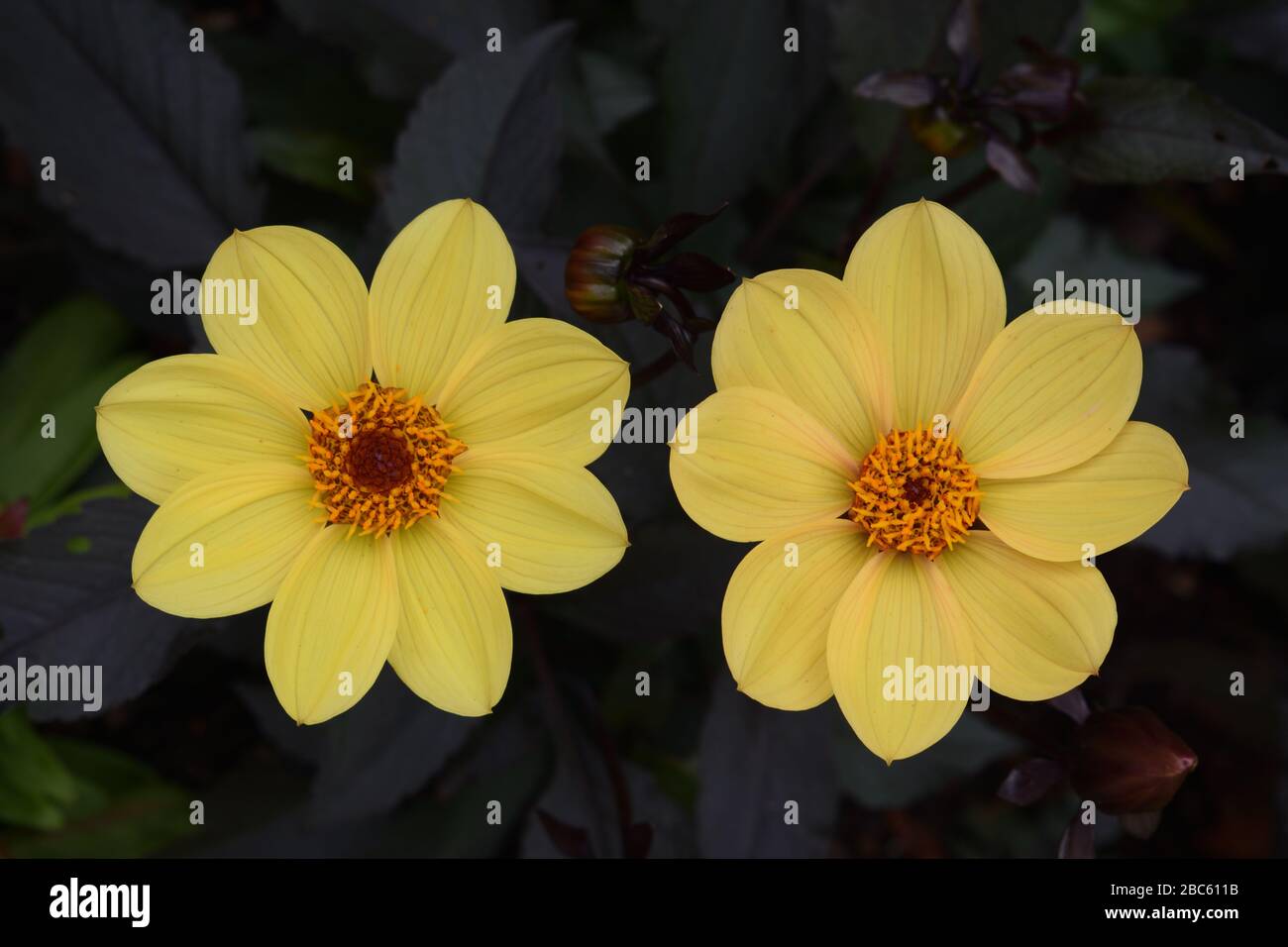 Dahlia. Name. Bishop of York. Close up of two bronze daisy like flowers with yellow centres. Stock Photo