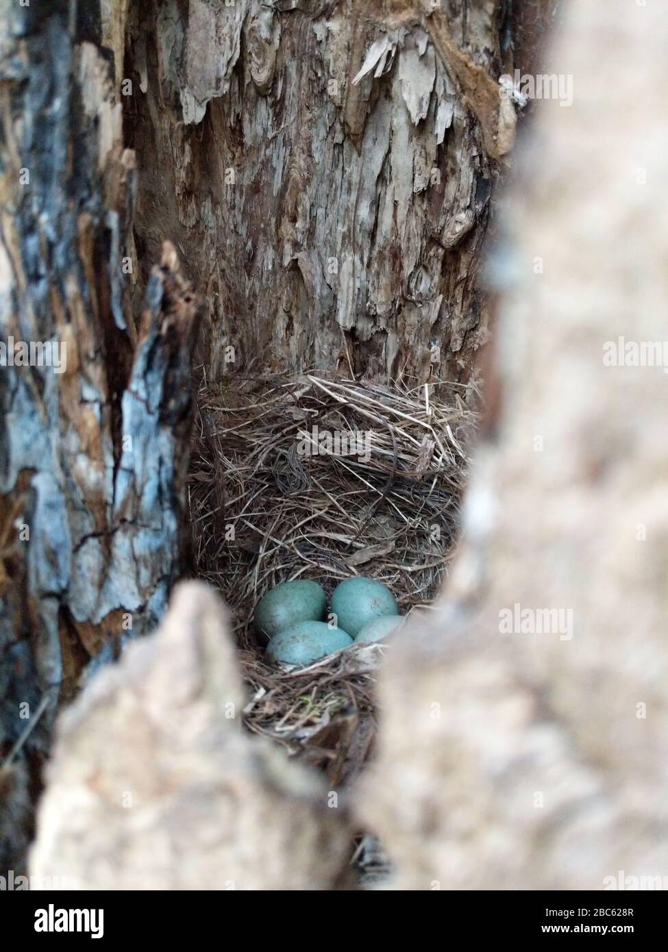 Secret bird nest of Common Blackbird (Turdus merula) with 4 turquoise colored eggs hidden in an old tree trunk Stock Photo