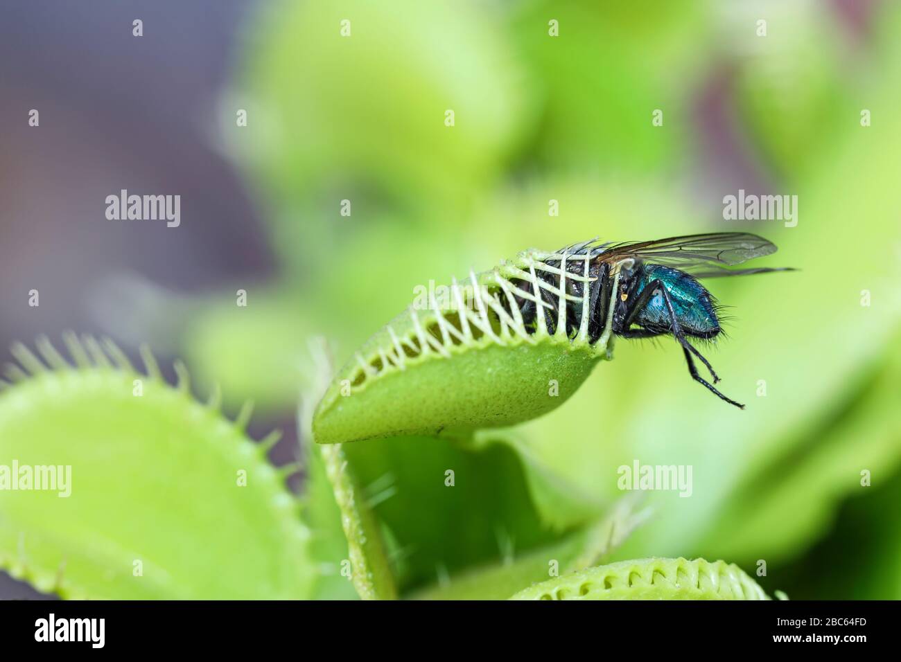 Venus Flytrap Dionaea muscipula with Trapped Fly (one of two images, showing trap sequence). Stock Photo