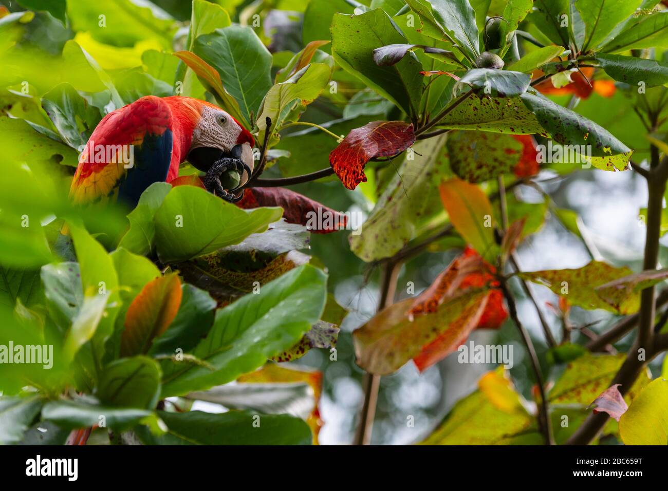 A scarlet macaw perrot in an almond tree , its natural habitat, Osa peninsula, Costa Rica Stock Photo