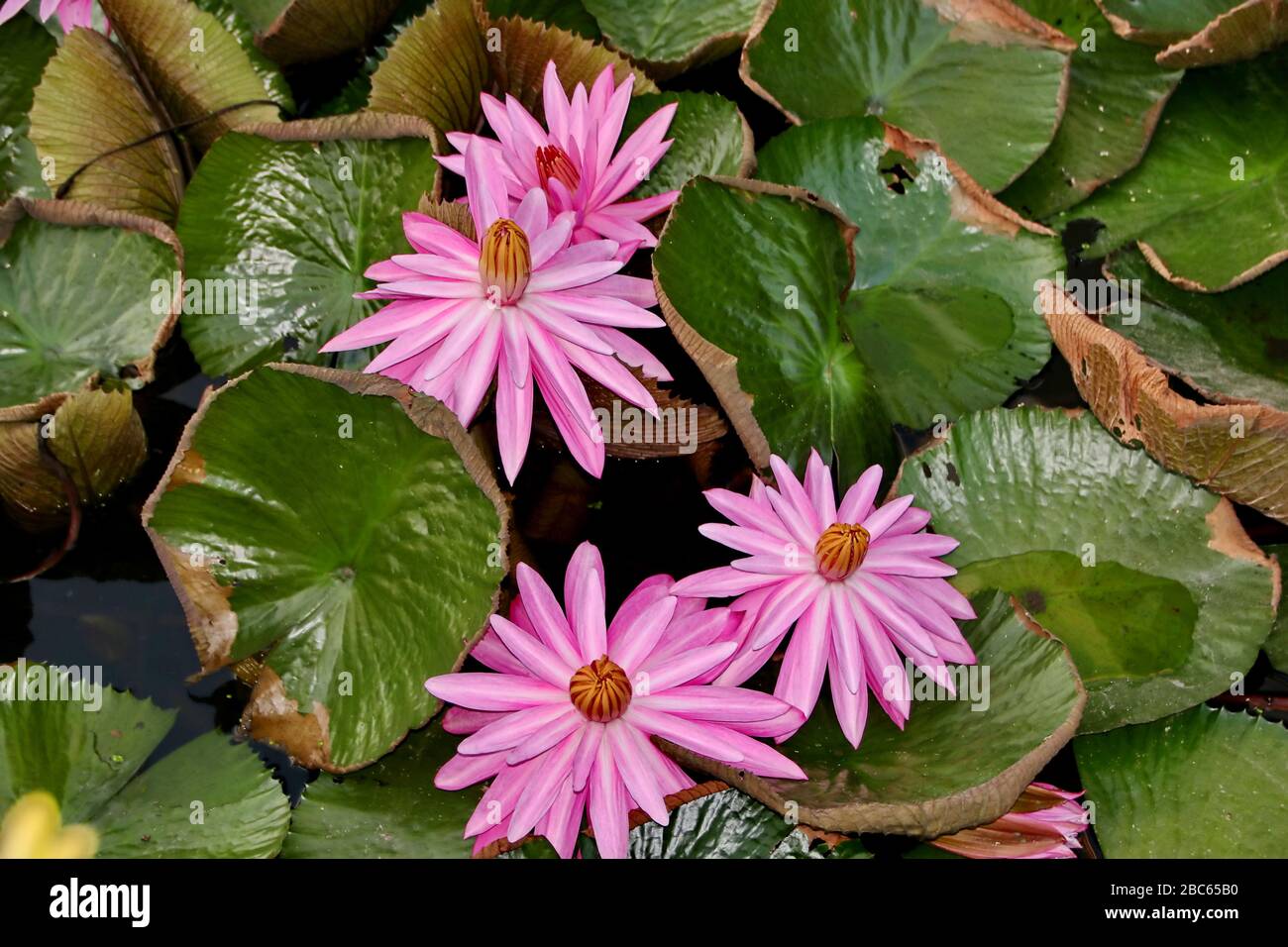 lotus flower, is a flower that grows in the water. in some mythologies and beliefs are sacred flowers Stock Photo