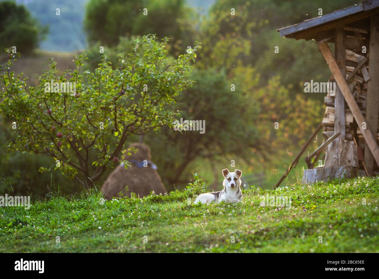 Dog in the garden, rural setting, dog guarding the yard Stock Photo Alamy