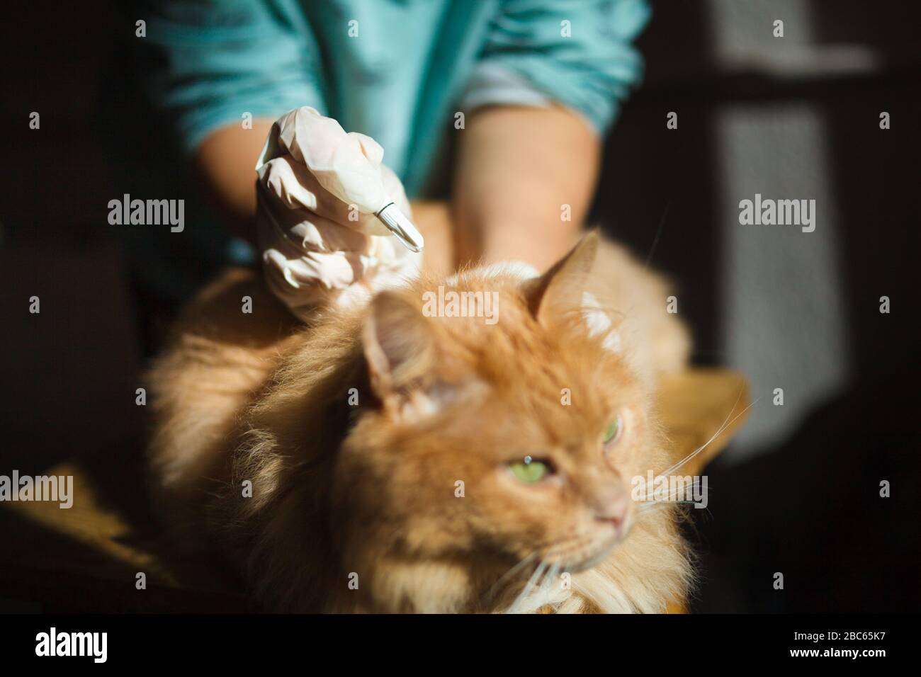 Cat at the veterinarian, deworming, immunization Stock Photo Alamy