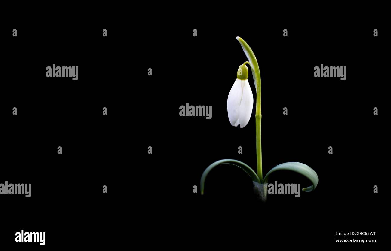 Single snowdrop isolated on black background Stock Photo