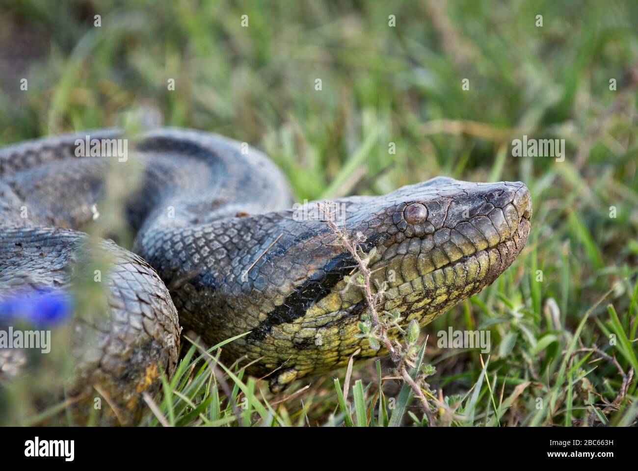 Anaconda 3d hi-res stock photography and images - Alamy