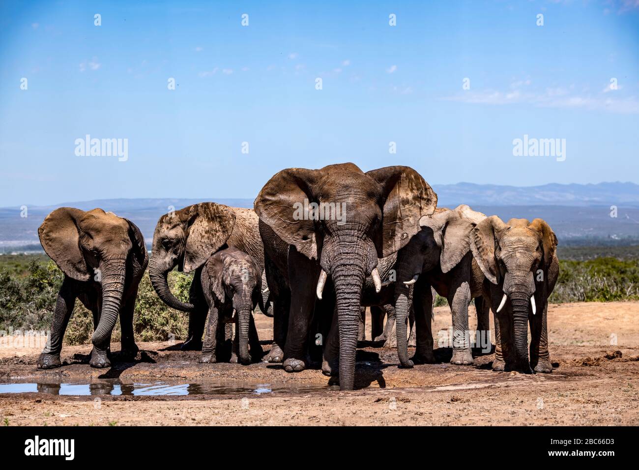 Addo Elephant National Park, Addo, Eastern Cape, South Africa Stock Photo