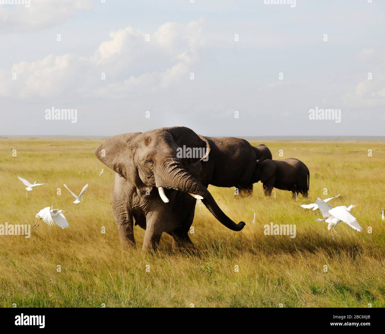 Elephants in Amboseli Nationalpark, Kenya, Africa . Stock Photo