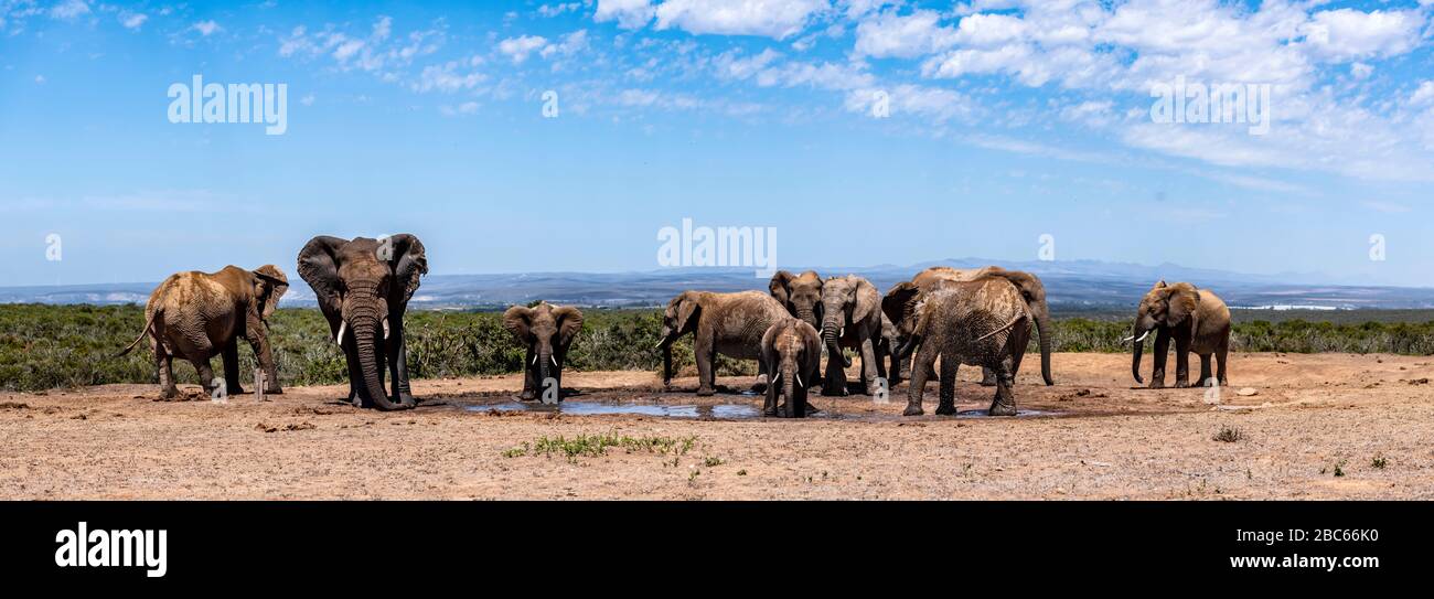 Addo Elephant National Park, Addo, Eastern Cape, South Africa Stock Photo